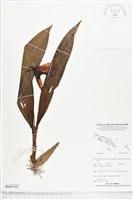 登錄號:BS05342藏品圖，第1張