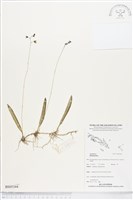 登錄號:BS05344藏品圖，第1張