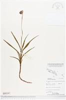 登錄號:BS05345藏品圖，第1張