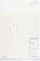 登錄號:BS05346藏品圖，第1張