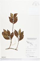 登錄號:BS05348藏品圖，第1張