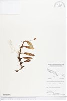 登錄號:BS05349藏品圖，第1張