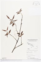 登錄號:BS05351藏品圖，第1張