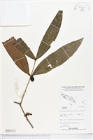 登錄號:BS05352藏品圖，第1張