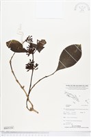 登錄號:BS05354藏品圖，第1張