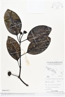 登錄號:BS05357藏品圖，第1張