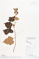 登錄號:BS05359藏品圖，第1張