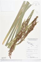 登錄號:BS05360藏品圖，第1張