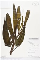 登錄號:BS05361藏品圖，第1張