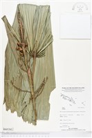登錄號:BS05363藏品圖，第1張