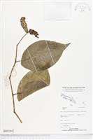 登錄號:BS05364藏品圖，第1張