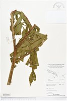 登錄號:BS05365藏品圖，第1張