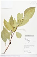 登錄號:BS05368藏品圖，第1張