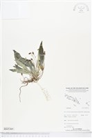 登錄號:BS05369藏品圖，第1張