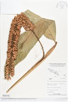 登錄號:BS05370藏品圖，第1張