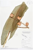 登錄號:BS05371藏品圖，第1張