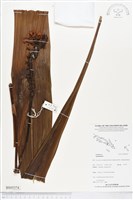 登錄號:BS05374藏品圖，第1張