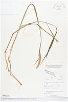 登錄號:BS05375藏品圖，第1張