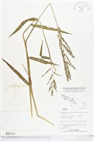 登錄號:BS05376藏品圖，第1張