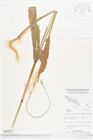 登錄號:BS05377藏品圖，第1張