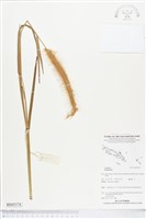 登錄號:BS05378藏品圖，第1張