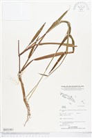 登錄號:BS05380藏品圖，第1張