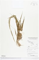 登錄號:BS05382藏品圖，第1張