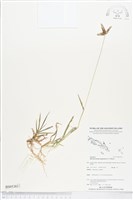 龍爪茅藏品圖，第1張
