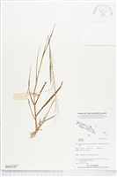 登錄號:BS05387藏品圖，第1張