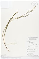登錄號:BS05389藏品圖，第1張