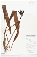 紫苞舌蘭、紫蘭藏品圖，第1張