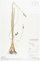 登錄號:BS05393藏品圖，第1張