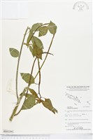 白苞猩猩草藏品圖，第1張