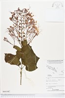 登錄號:BS05398藏品圖，第1張