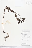 登錄號:BS05399藏品圖，第1張