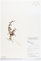 登錄號:BS05400藏品圖，第1張