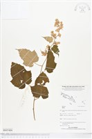 登錄號:BS05404藏品圖，第1張