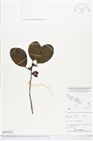 登錄號:BS05410藏品圖，第1張
