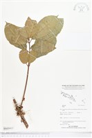 登錄號:BS05412藏品圖，第1張