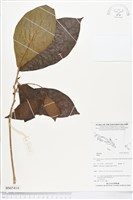 登錄號:BS05414藏品圖，第1張