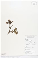 登錄號:BS05416藏品圖，第1張