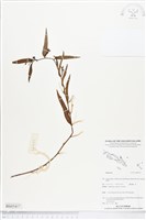 登錄號:BS05417藏品圖，第1張