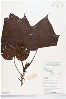 登錄號:BS05419藏品圖，第1張