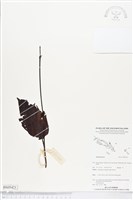 登錄號:BS05421藏品圖，第1張