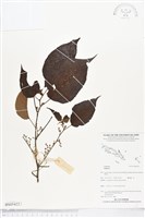 登錄號:BS05422藏品圖，第1張