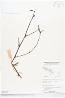 登錄號:BS05423藏品圖，第1張