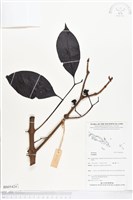 登錄號:BS05424藏品圖，第1張