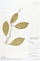 登錄號:BS05426藏品圖，第1張