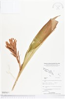 登錄號:BS05427藏品圖，第1張