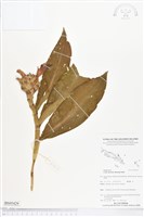 絹毛鳶尾、閉鞘薑藏品圖，第1張